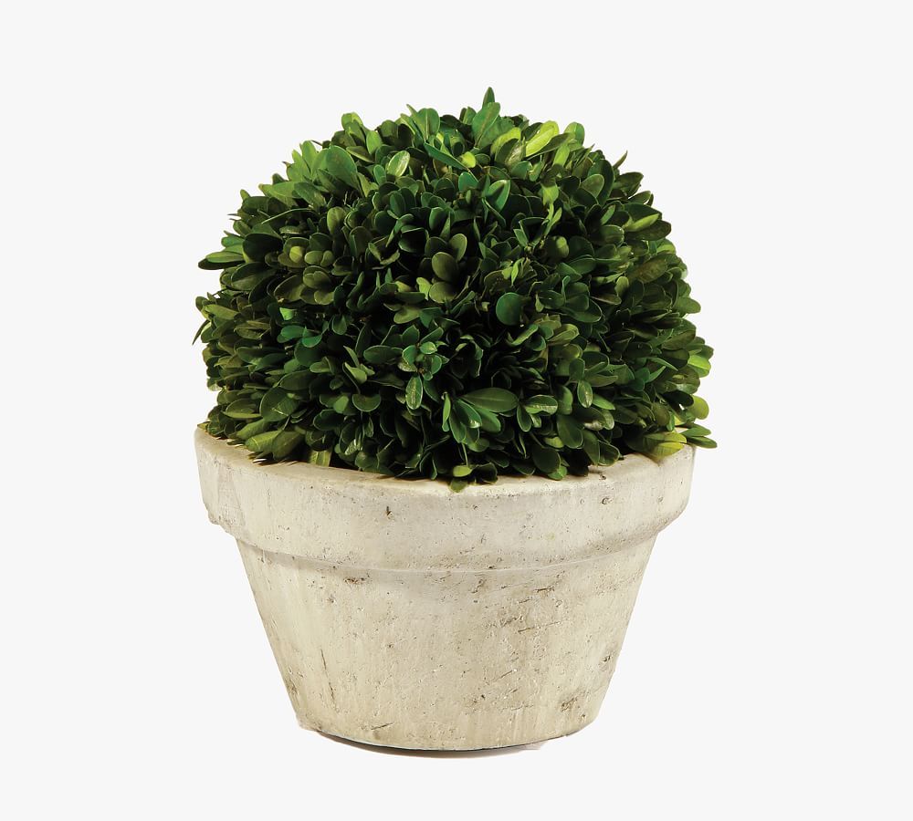 Preserved Boxwood Potted Ball | Pottery Barn (US)