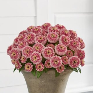 Zinnia Urn Filler | Grandin Road | Grandin Road