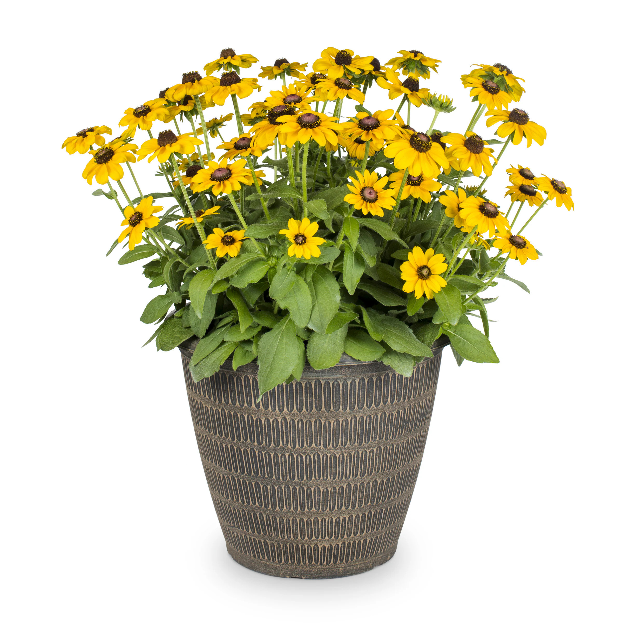 Lowe's Yellow Tiger Eye Gold Rudbeckia in 2.5-Gallons Planter | 2.50GLRUDPL | Lowe's