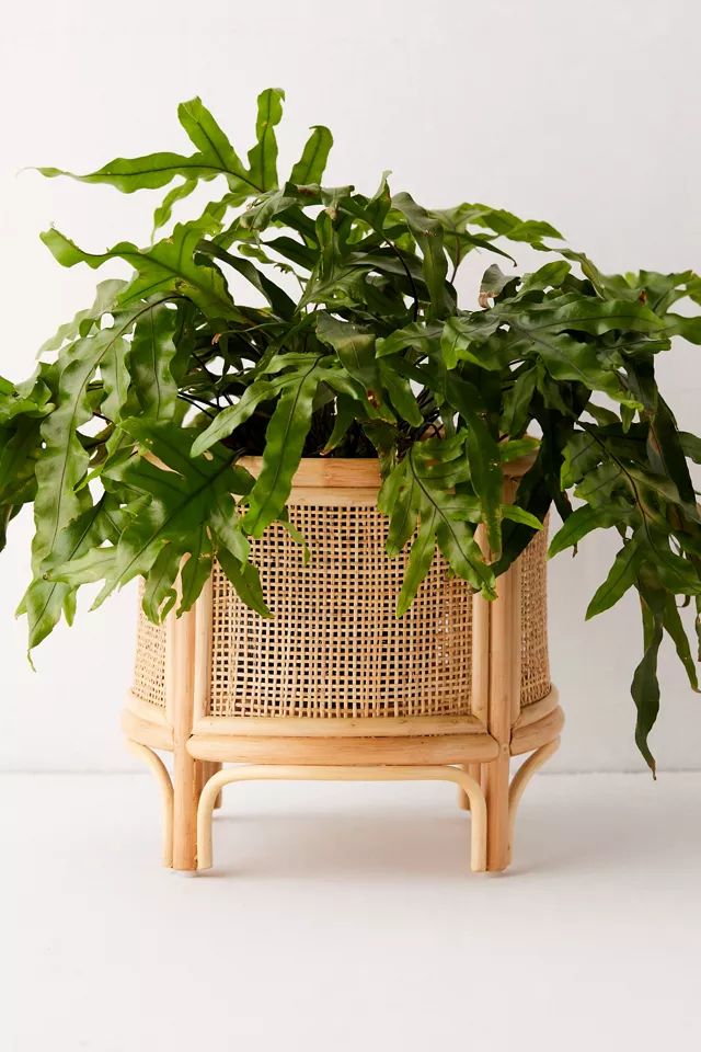 Rattan 12" Planter | Urban Outfitters (US and RoW)