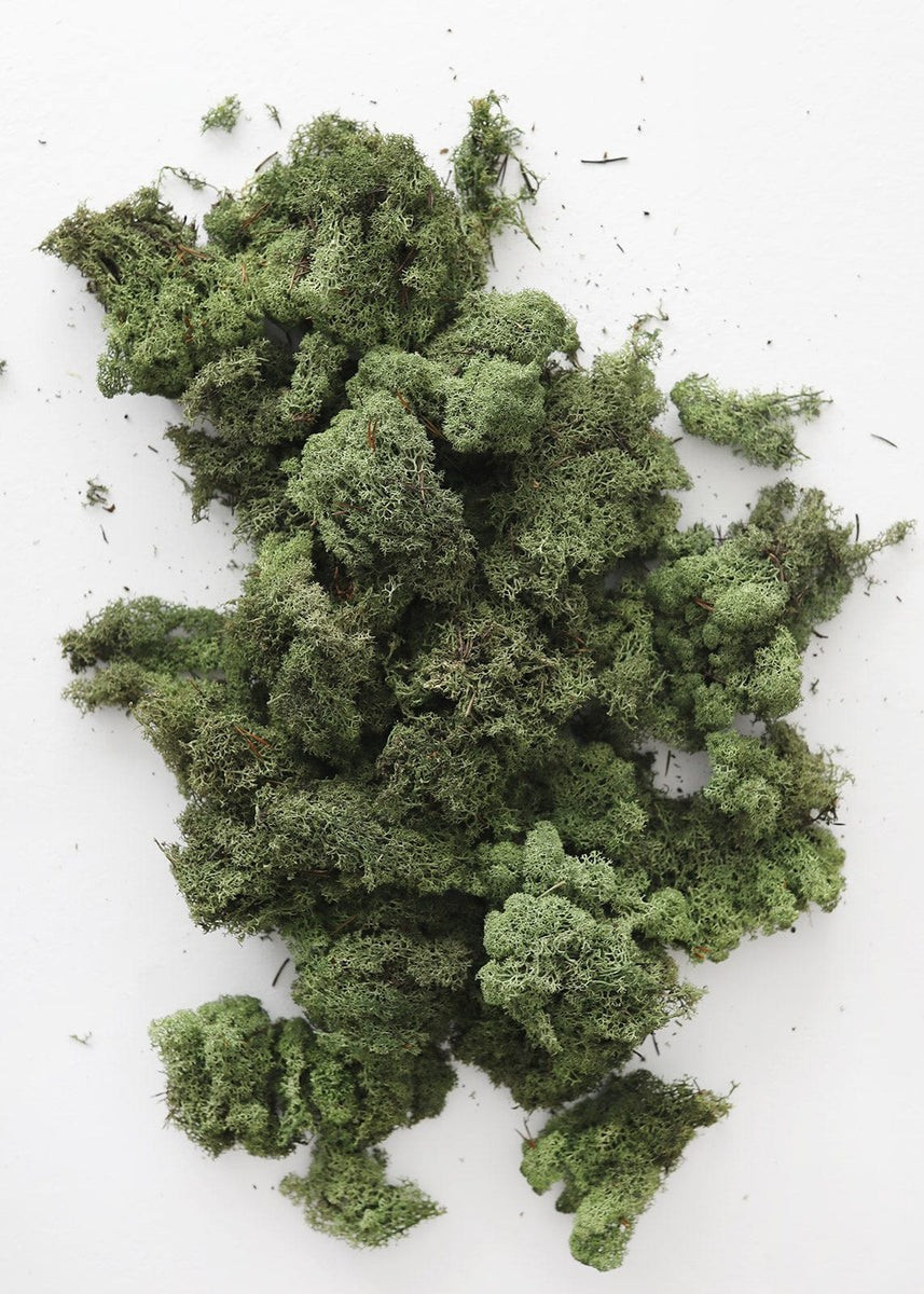 Natural Green Preserved Reindeer Moss - 1 lb | Afloral (US)