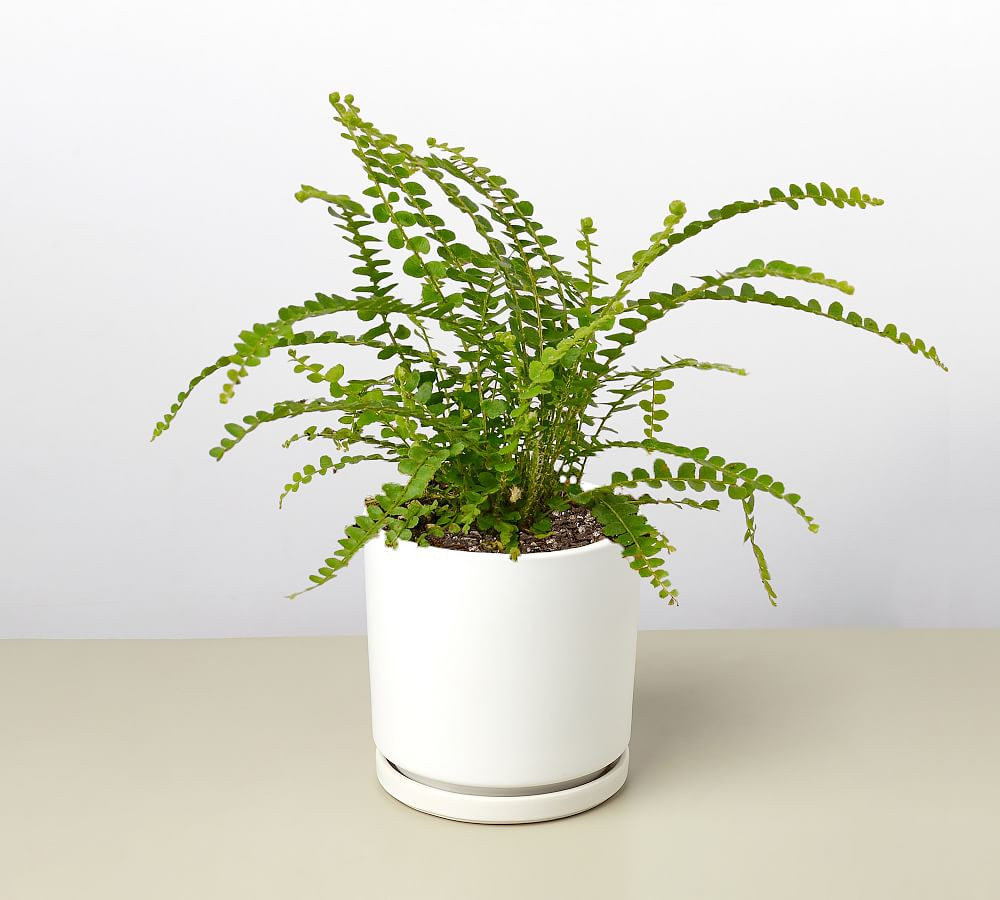 Live Lemon Button Fern In Planter | Pottery Barn (US)