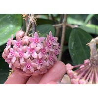 Hoya Hanhaie Purple Hoyaphyto Cer | Etsy (US)