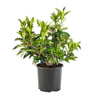 7 Gal. Chindo Viburnum Shrub with White Flowers 16000 - The Home Depot | The Home Depot