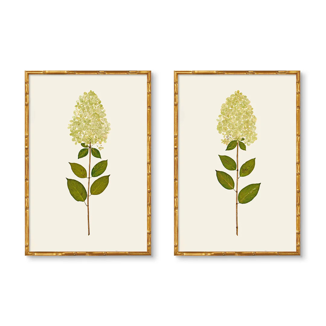 Dried Limelight Hydrangea Pair | Urban Garden Prints