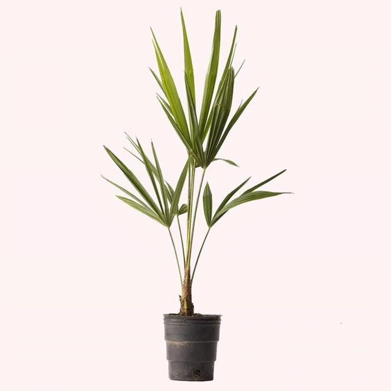 American Plant Exchange Windmill Palm Tree, 4-Inch Pots, Cold-Hardy Outdoor Landscape Plants, Zon... | Wayfair North America