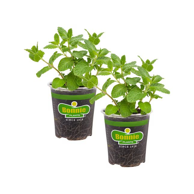 Bonnie Plants 2-Pack Sweet Mint in 19.3-oz Pot | Lowe's