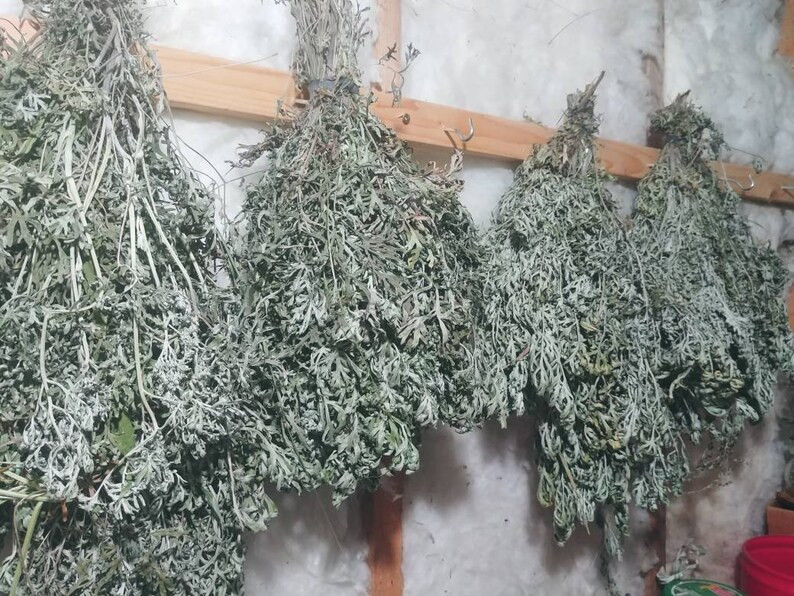 Tied Bundle Prairie Mountain Sage. Mugwort Wild Sage Artemisia Absinthium. Wormwood - Etsy | Etsy (US)