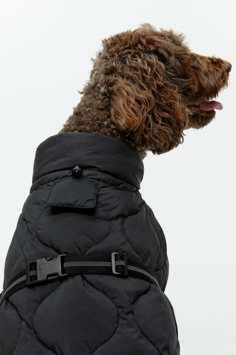 Hundesteppweste - Schwarz - Men | H&M AT | H&M (DE, AT, CH, NL, FI)