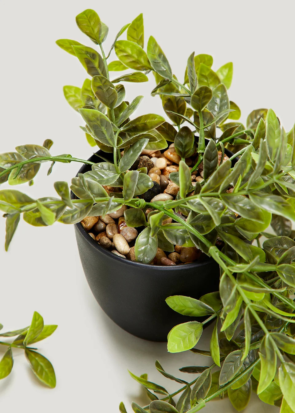 Trailing Plant in Black Pot (10.5cm) | Matalan (UK)