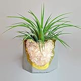 Geode Planter | Air Plant Holder | Rose Quartz Crystal Planter | Succulent Pot | Purple and Gold Cac | Amazon (US)