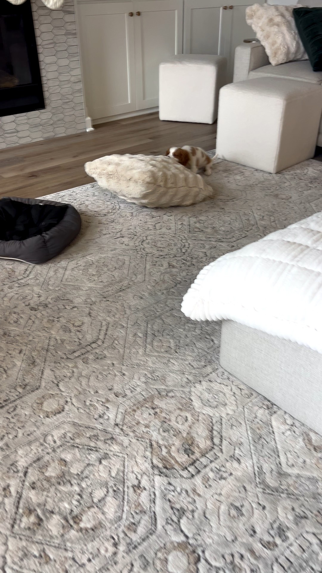 New throw pillows from Walmart.  Puppy approved! 😂

2 pack only $37.76

