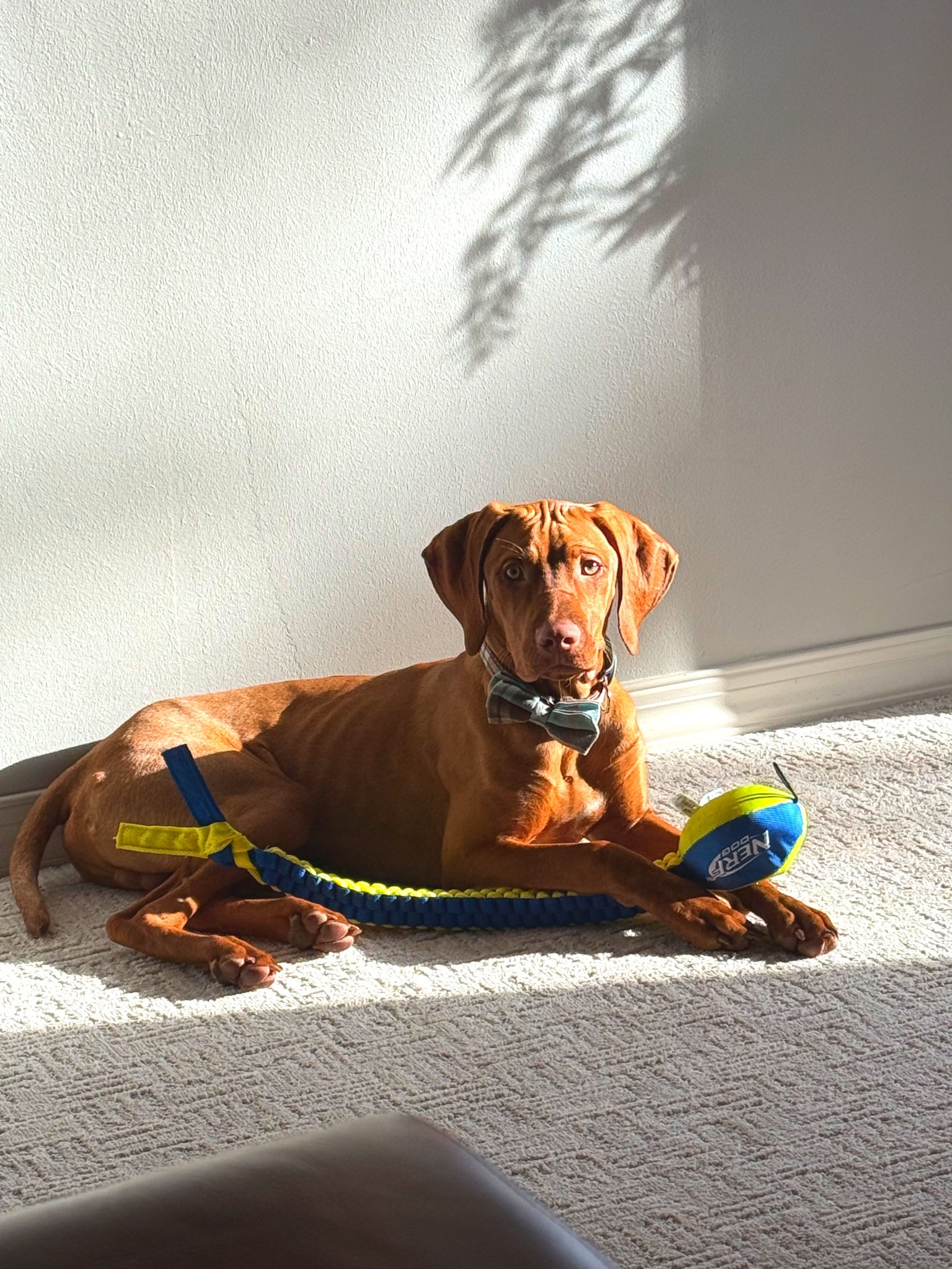 Dog toys for Christmas 

#LTKGiftGuide #LTKHoliday