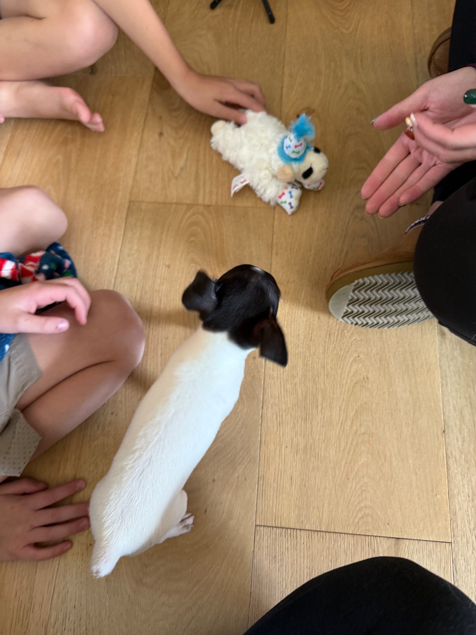 Tacho is getting so much love! We got him a cute little lamb chop dog toy. Linking some of our dog essentials that we use every day.

#LTKHome #LTKdayinmylife #LTKmomlife