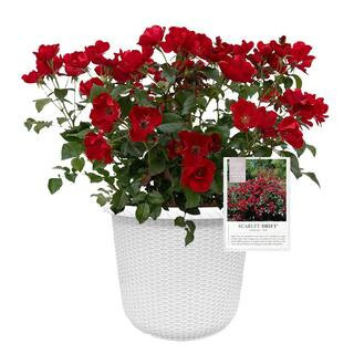 2 Gal. Scarlet Rose Plant with Red Flowers in Decorative Container | The Home Depot