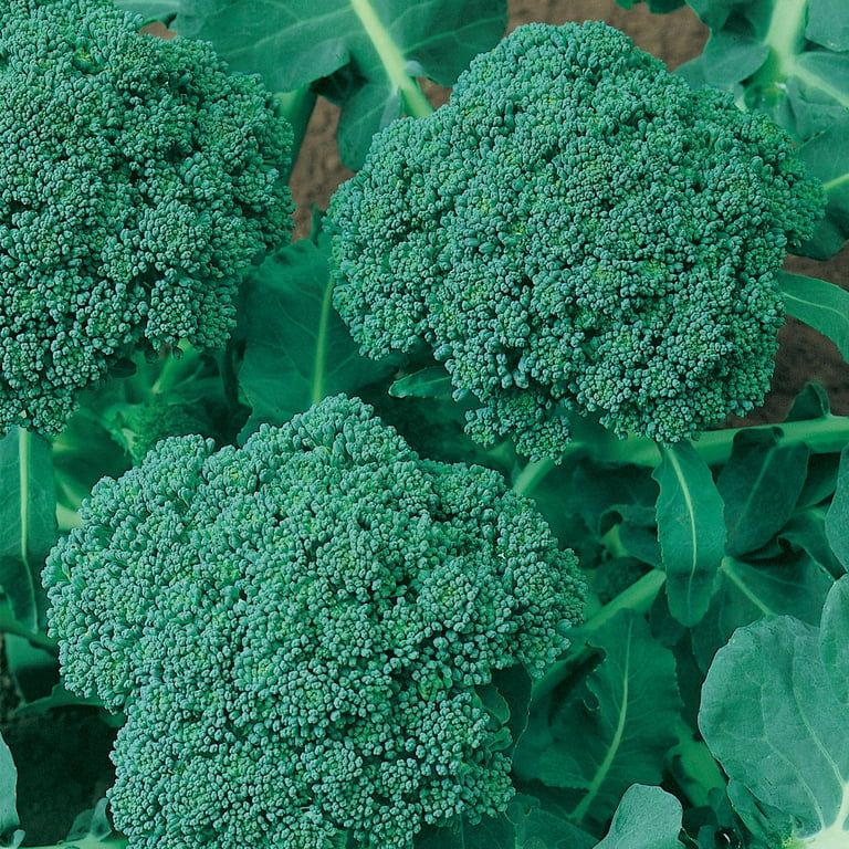 Burpee Organic De Cicco Broccoli Vegetable Seed, 1-Pack | Walmart (US)