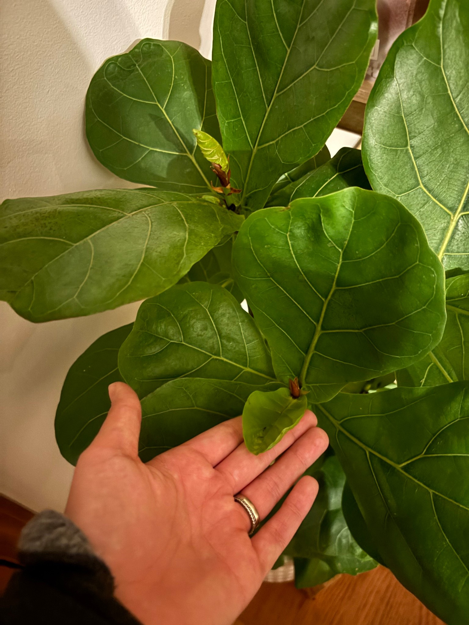 More new growth! We’ve had temps in the 30s and almost no sun and she’s still thriving!

#LTKGiftGuide #LTKSeasonal #LTKHome