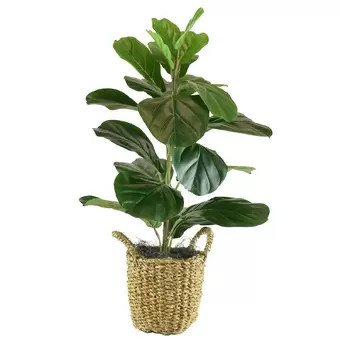 Fiddle Leaf Fig Tree with Basket | Wayfair North America