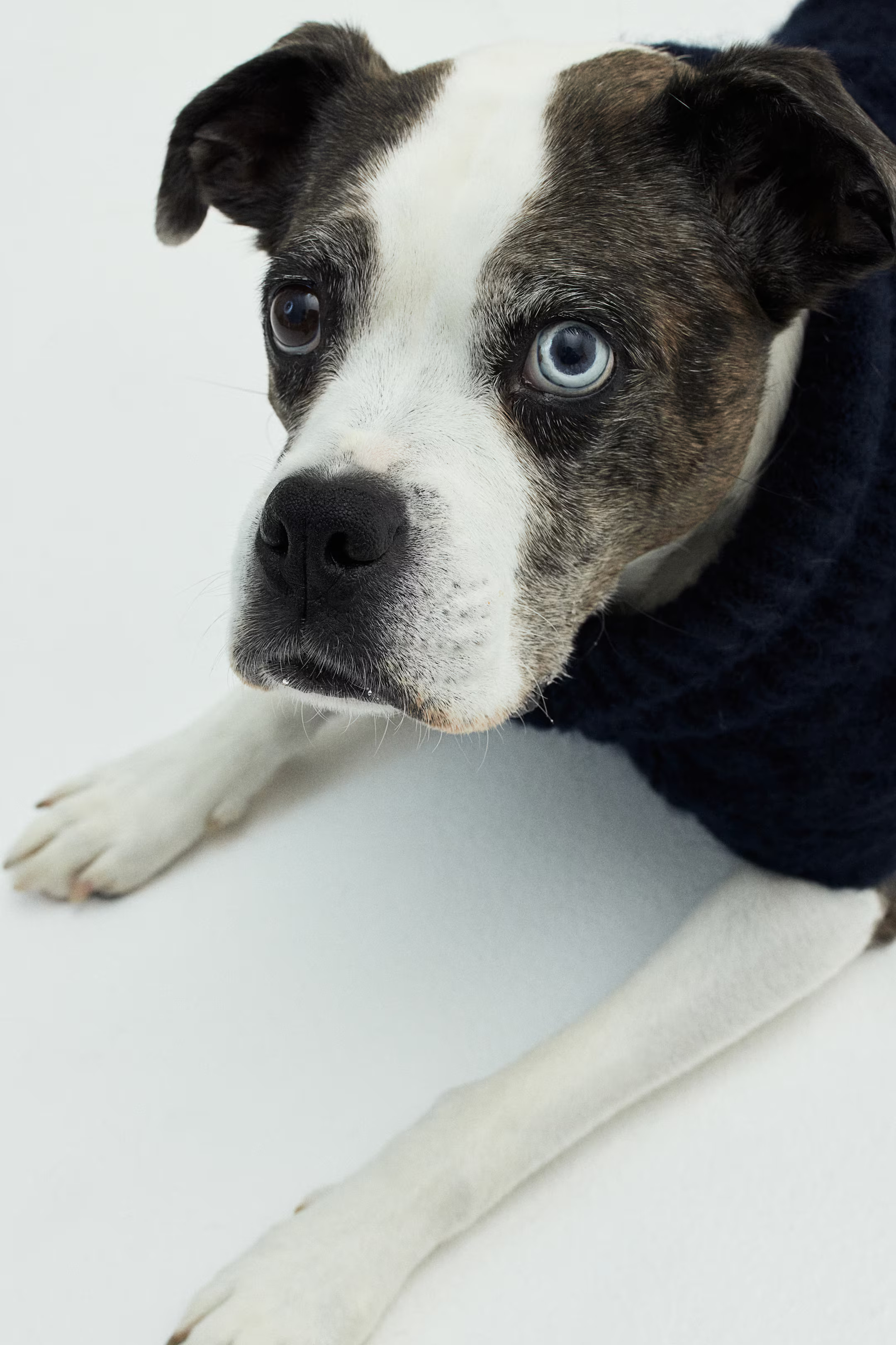 Cable-Knit Dog Sweater | H&M (US + CA)