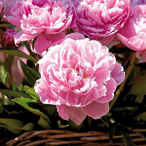 Peonies Sarah Bernhardt Set of 6 Roots | HSN