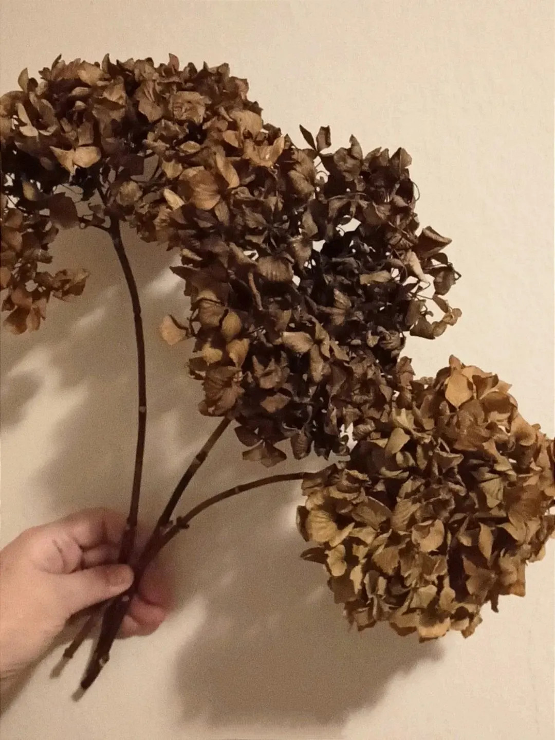 3 Stems Dried Hydrangea Bouquet: Natural Brown Flower Decor - Etsy | Etsy (US)