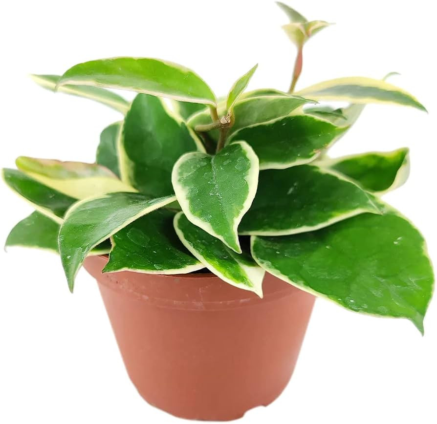 Variegated Hoya Carnosa (4'' Grower Pot) - Krimson Queen - Indoor Air Purifier - Easy to Grow Hou... | Amazon (US)
