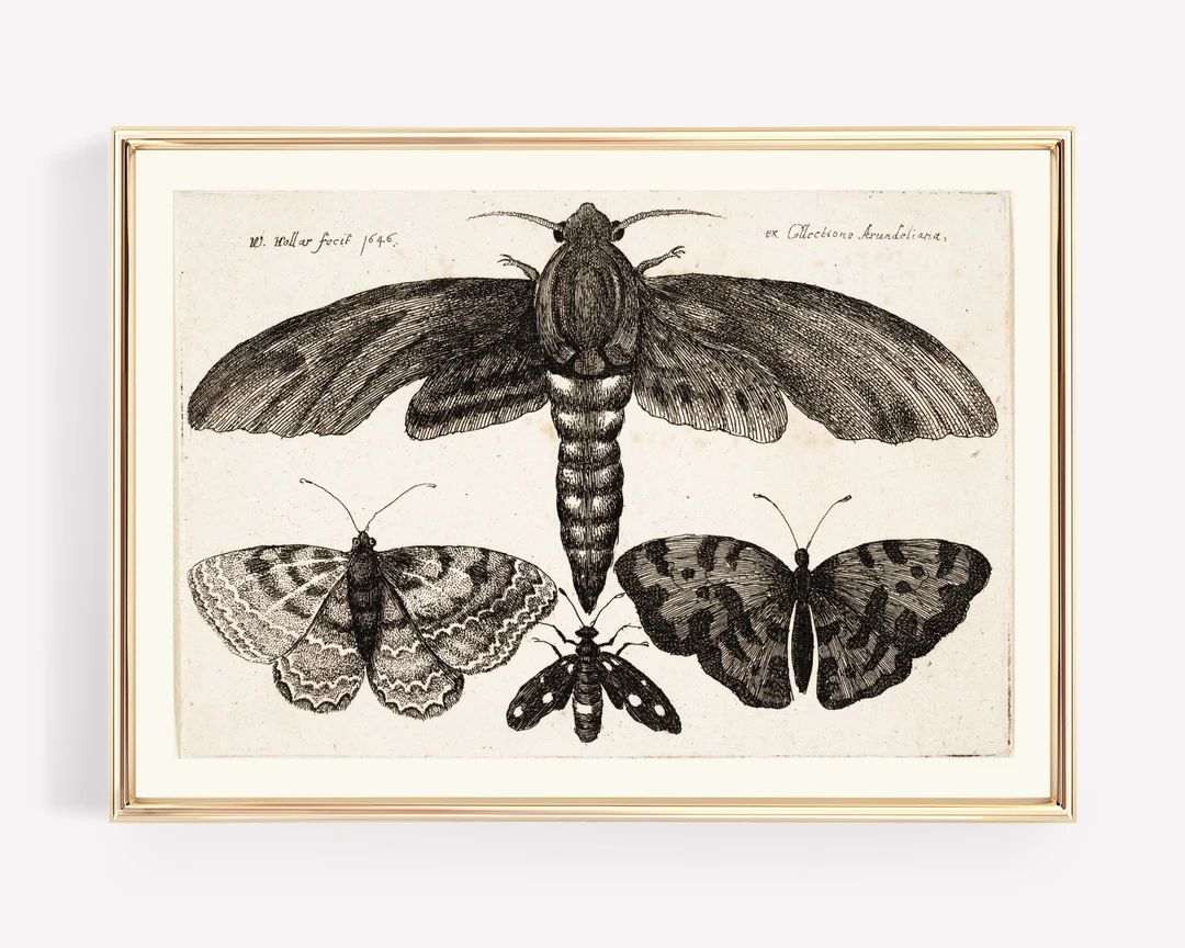 Light Academia Decor  Vintage Butterfly Print  Vintage - Etsy | Etsy (US)