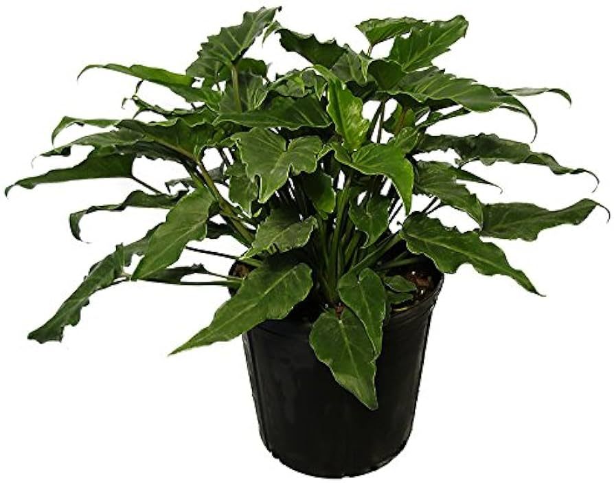 American Plant Exchange Live Philodendron Xanadu Plant, Philodendron Winterbourn Plant, Plant Pot... | Amazon (US)