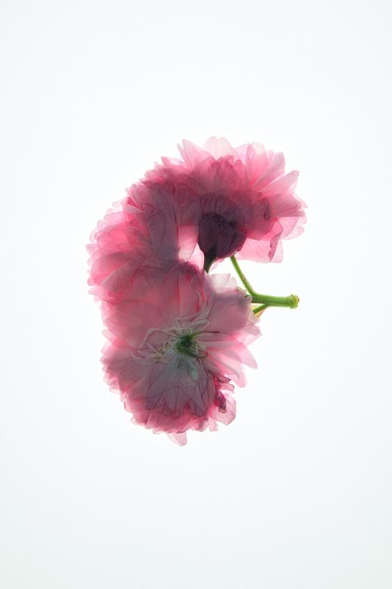 VIOLET BLOSSOM EDP 90 ML (3.04 FL. OZ.) | Zara US