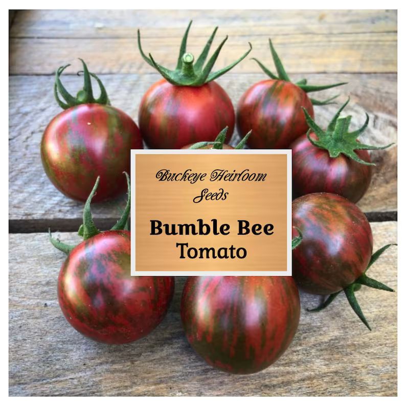 Tomato - Purple Bumble Bee Seeds - Non-Gmo - Heirloom | Etsy (US)