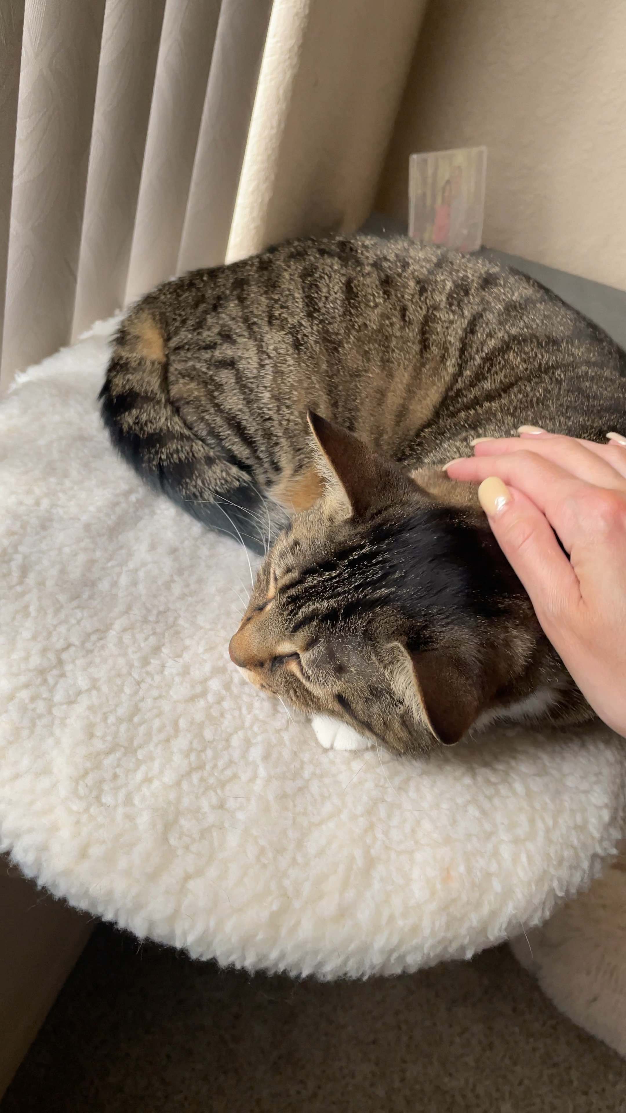 Cat finds! 😻 Chanel loves laying in the sun so this was perfect. They even have a plug in heated one too! 

Amazon pets, amazon pet finds, amazon cat finds, cat supplies, cat finds, cat home finds, cat bed, window perch




#LTKHome #LTKU #LTKVideo