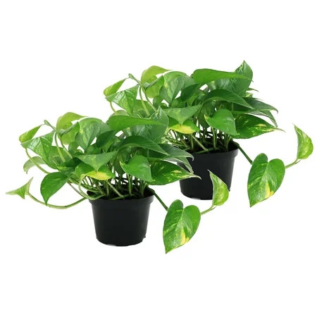 Delray Plants Live 2-pack 12-inches Tall Pothos (Epipremnum aureum) Easy to Grow House Plant, in 6-i | Walmart (US)