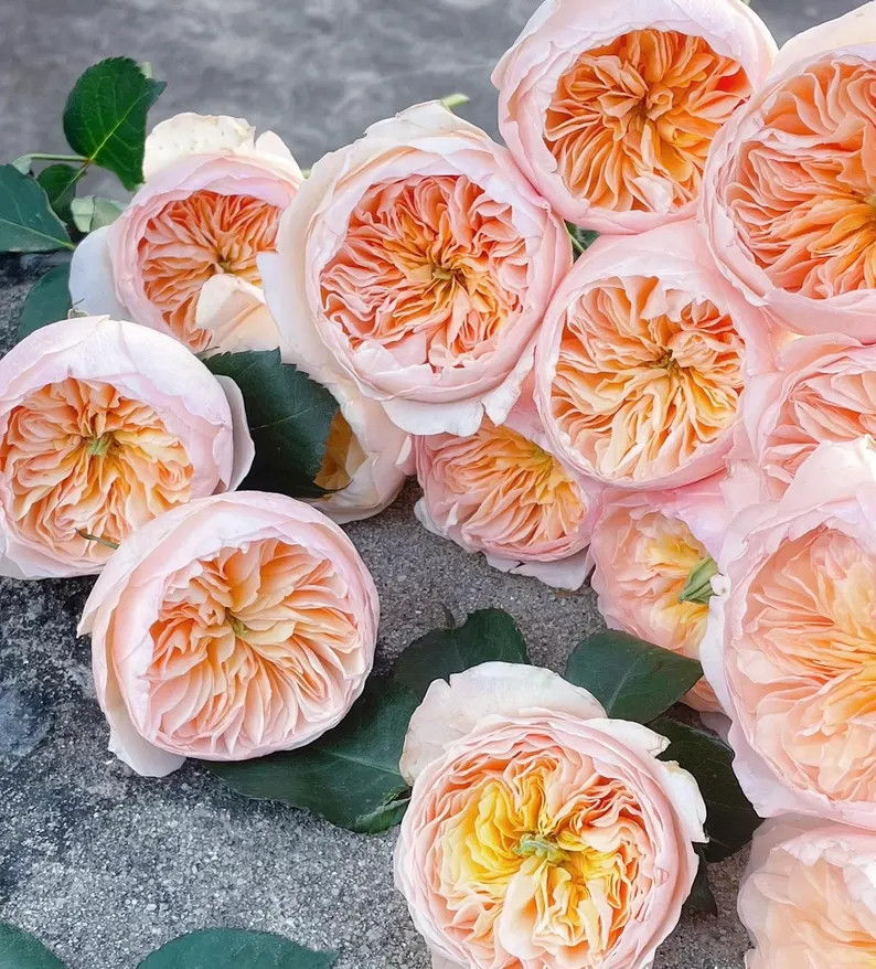 Rose "Ausjameson" – English Wedding Shrub Rose, Live Own-Root Plant, 1 Gallon | Etsy (US)