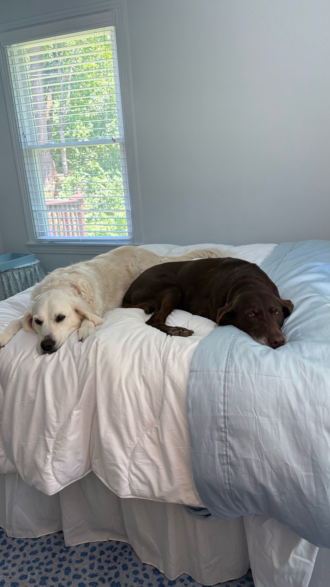 Two pups who love their nightlark comforter!!

#LTKdayinmylife #LTKHome #LTKSaleAlert