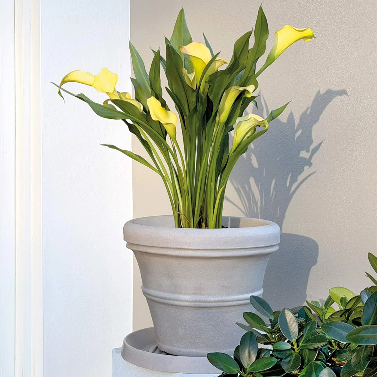 Lanesborough Resin Pot Planter | Wayfair North America