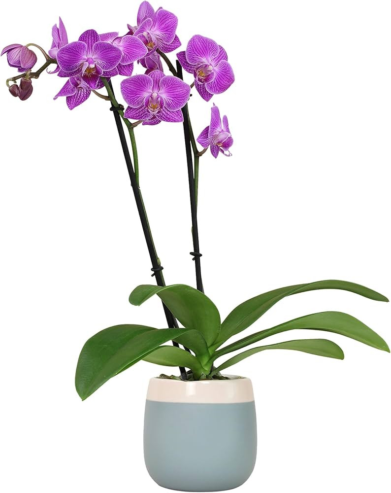 Premium Purple Live Orchid Plant Blooming in 3.5" Blue & White Orchid Pot, Live Plants, Houseplan... | Amazon (US)