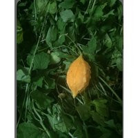 Fey Assosi | Dry Cerase Leaf | Etsy (US)