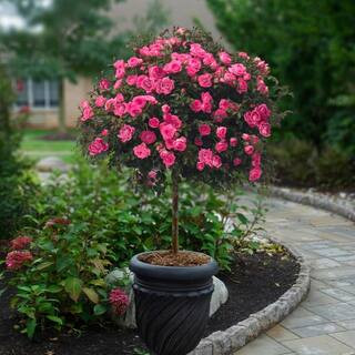 KNOCK OUT Bareroot Pink Double Knock Out Rose Tree with Pink Flowers HD1598 - The Home Depot | The Home Depot