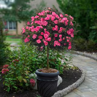 KNOCK OUT Bareroot Pink Double Knock Out Rose Tree with Pink Flowers HD1598 - The Home Depot | The Home Depot