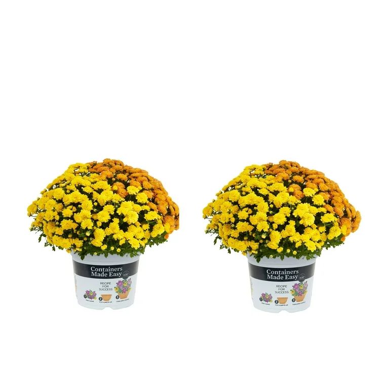 Containers Made Easy with Better Homes & Gardens 3QT Orange and Yellow Kettle Corn Mum Full Sun L... | Walmart (US)