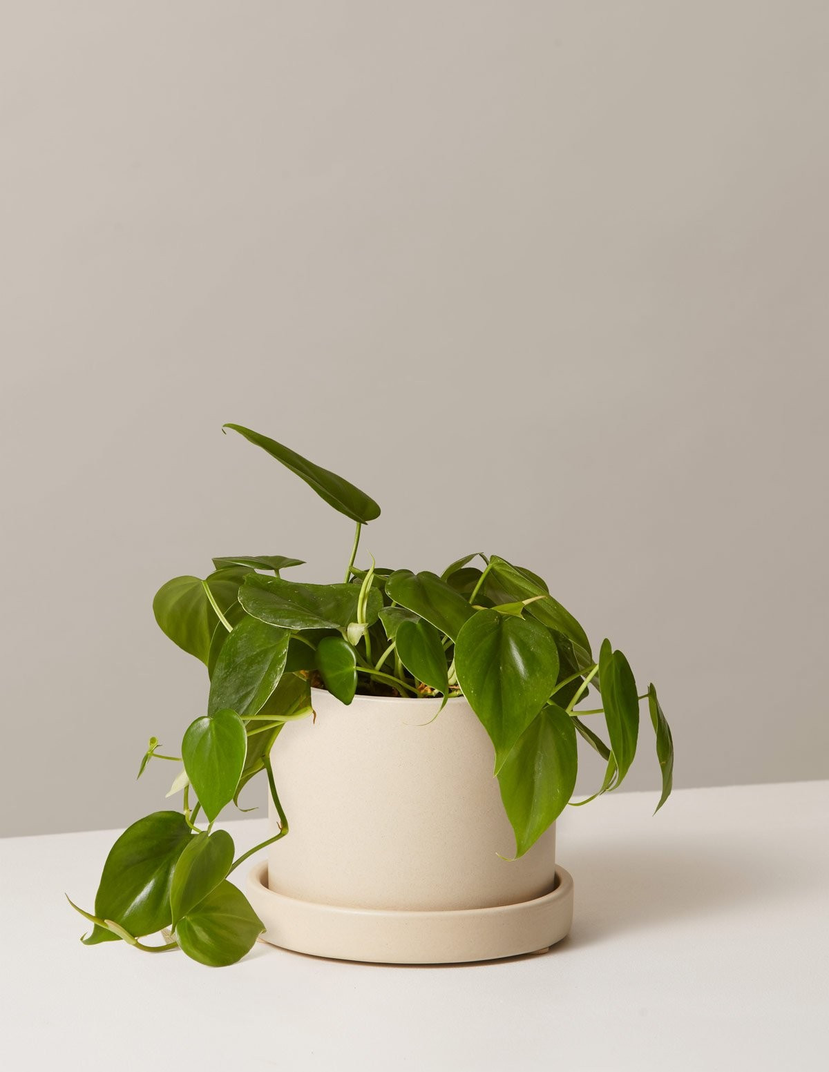 Snake Plant Laurentii | The Sill