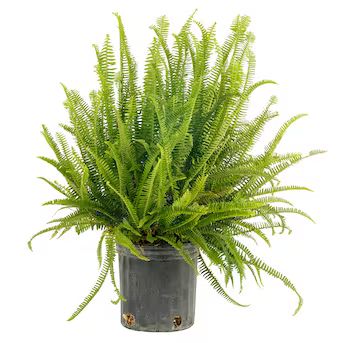 Costa Farms Kimberly Queen Fern House Plant in 10-in Pot | Lowe's