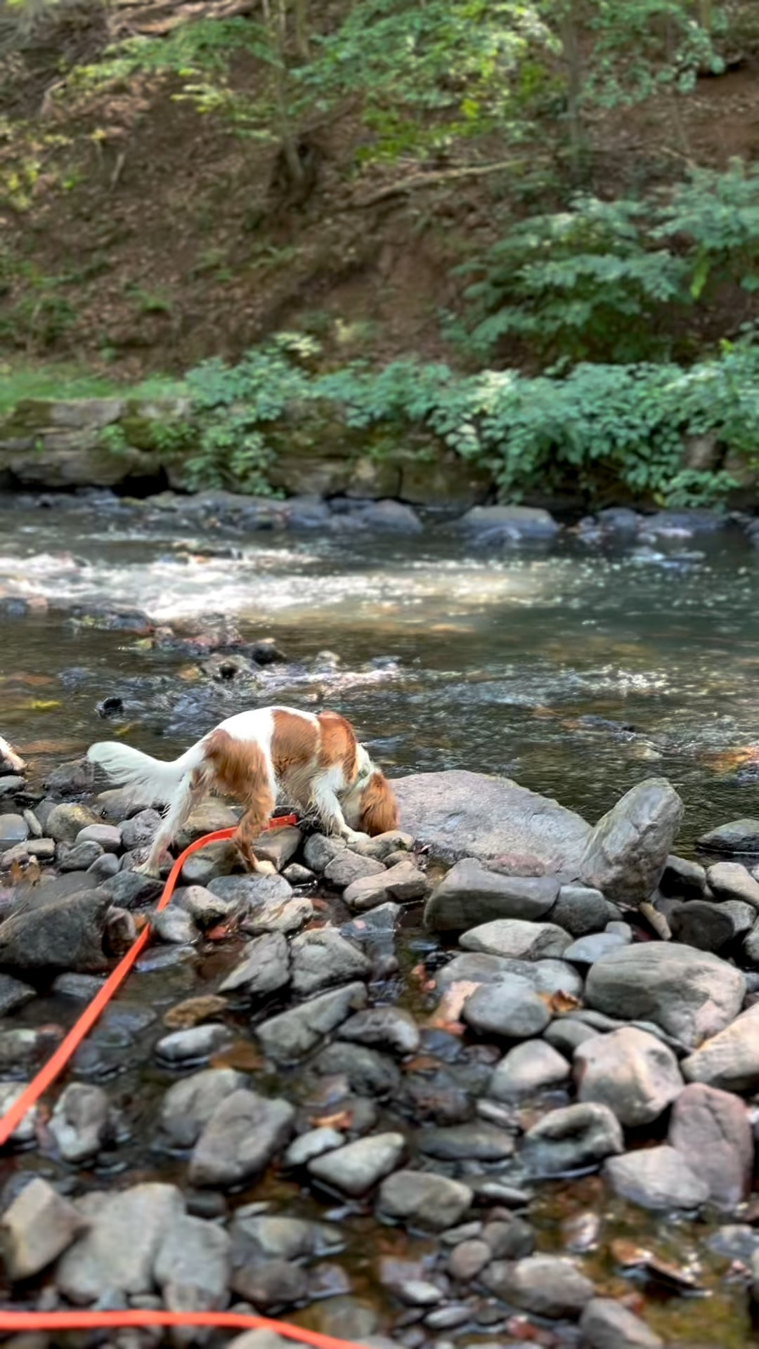 Welcome to our LTK! Frankie and I are excited to be on this journey - we each have so much to learn ❤️ please follow along

#LTKPets