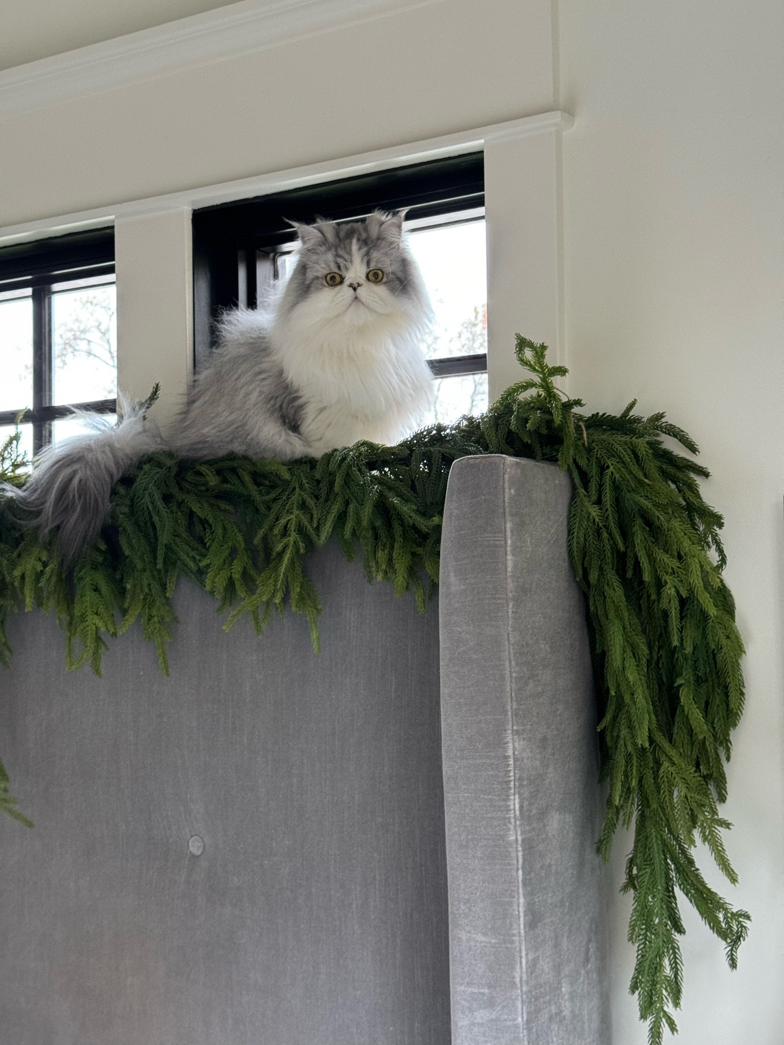 Christmas holiday garland.  This garland is sold out at most retailers but I found it here in stock and 30% off!!!  It comes in lots of different lengths and will sell out quickly! 



#LTKsalealert #LTKHoliday #LTKCyberWeek