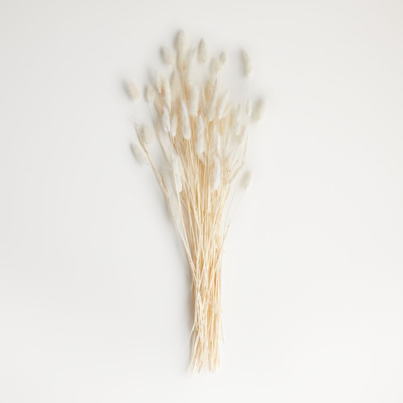 Bleached Bunny Tail Bunch Dried Botanicals + Reviews | Crate & Barrel | Crate & Barrel