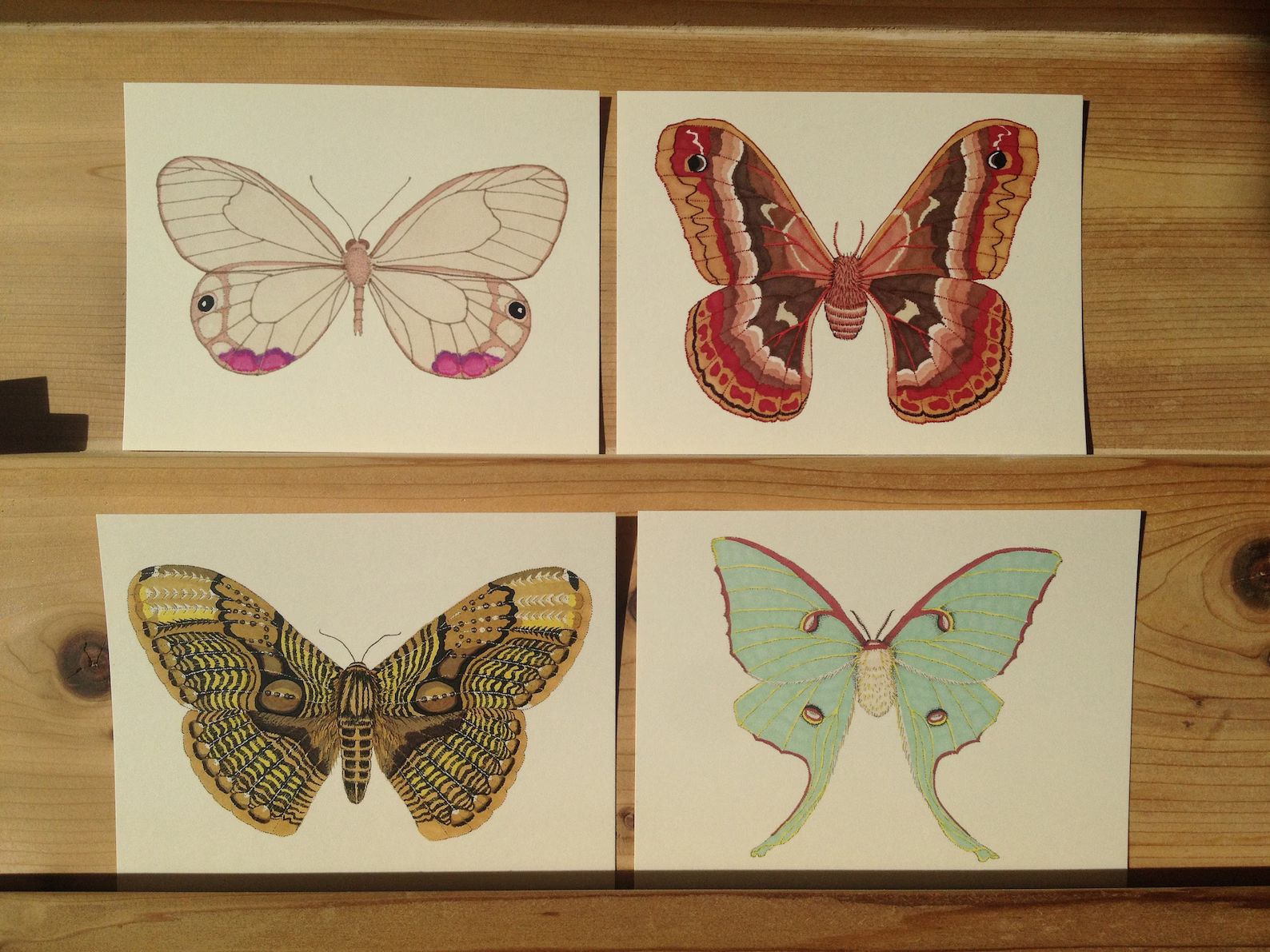 Assorted Postcards Set of 17 Different Butterflies and Moths | Etsy (US)