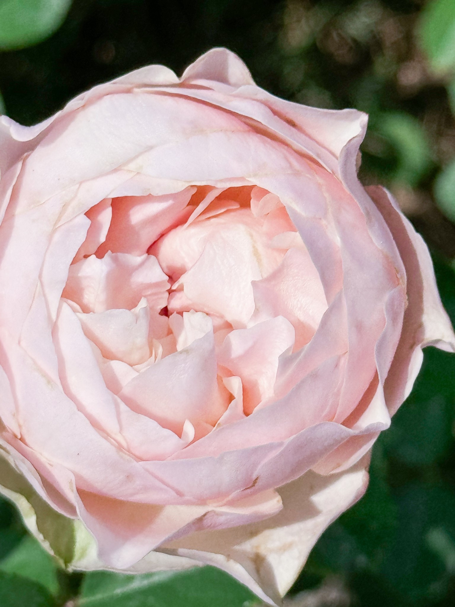 Unforgettable is back! 

#LTKSeasonal #LTKFindsUnder100 #LTKselfcare