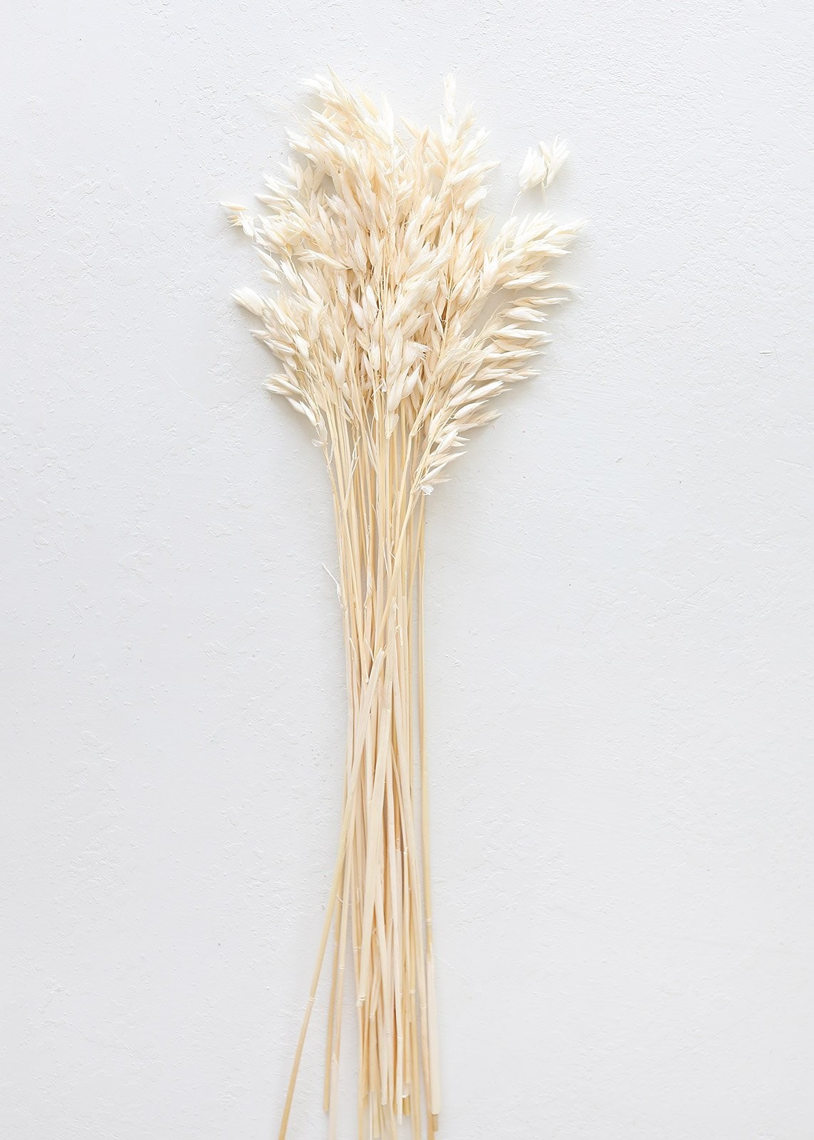 Cream White Dried Wild Oats - 18-22" Tall | Afloral (US)