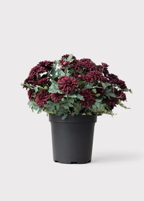 UV Treated Indoor/Outdoor Potted Fake Fall Mums in Merlot - 17" | Afloral
