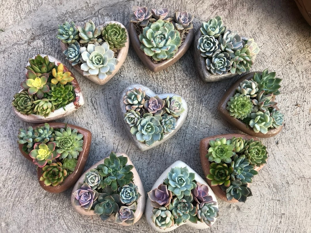 Spread love and greenery with a stunning Succulent Heart Planter from AlpenglowJungle! Available in two sizes—Standard (5 1/2” x 5 1/2”) and Large (7” x 7”)—each concrete heart planter is filled with a vibrant mix of 2” and 4” live succulents, decorative moss, and soil. Perfect as a gift or for your own home, this arrangement includes complimentary USPS Priority shipping and an optional personalized greeting card. Don’t forget to add a heat pack if shipping to cold climates to ensure your succulents arrive safely!

#SucculentGift #HeartPlanter #SucculentLove #EtsyHomeDecor #PlantLovers #GreenGifts #AlpenglowJungle

#LTKGiftGuide #LTKHome #LTKSeasonal